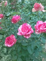 image (6).webp
