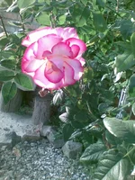 image (7).webp