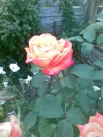 image (10).webp