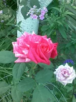 image (12).webp