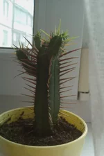 IMAG1093.webp