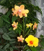 DSC08154_.webp