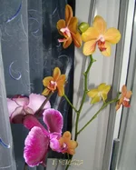 DSC08007_.jpg