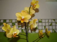 DSC09144.webp