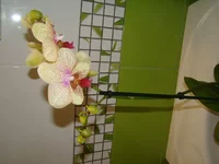 DSC09194.webp