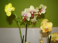 DSC09202.webp