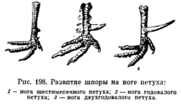 Шпоры.gif