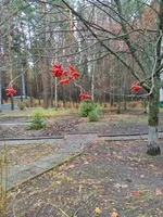 1 217.webp
