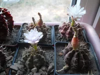 DSCN4352.webp
