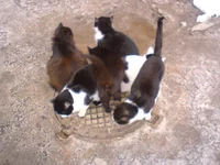 DSC00372.webp