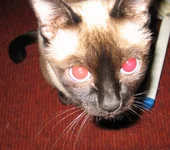 kat1.jpg