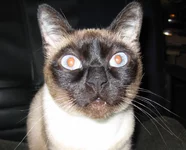 kat2.jpg