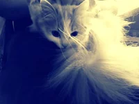 1D4cGtDJVrw.webp