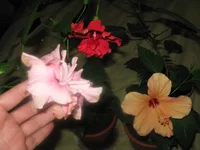 IMG_1087.webp