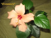 IMG_1081.webp