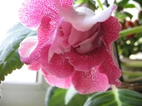 ,Ф. 005.webp