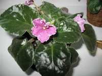 ,Ф. 002.webp