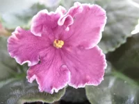 ,Ф. 003.webp