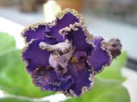 ,Ф.1 005.webp