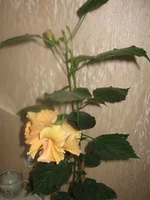 IMG_1099.webp