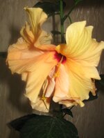 IMG_1100.JPG
