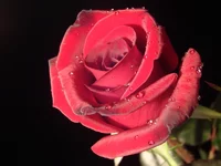 .webp