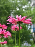 IMG_5293.JPG