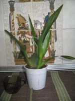 012.webp