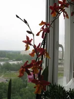 021_1.webp