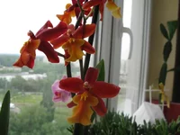 022_1.webp