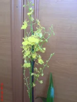 DSC01493.JPG