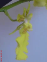 DSC01515.webp