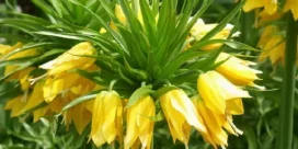 .webp