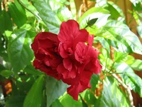 IMG_1142.JPG
