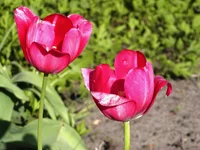 .webp