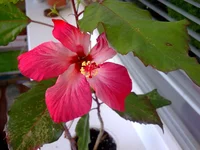 000.webp