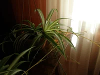  116.webp