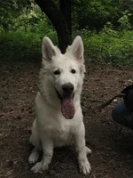 мордень Люты.webp мордень Люты.webp