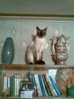 010.webp