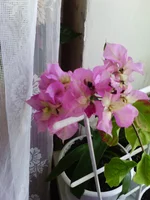 .webp