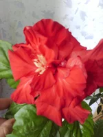 IMG_20150809_101821.webp