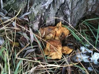 IMG_0883[1].webp