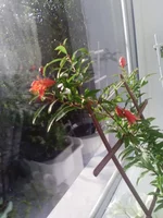 .webp