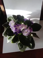  ночи аргентины.webp