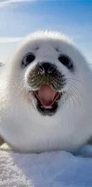 thVE7LABNF.webp