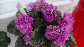 -Фортуна.webp