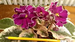 IMAG1603[1].webp