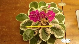 IMAG1602[1].webp