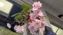 IMAG0886[1].webp