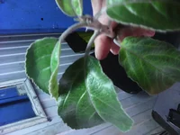 IMG_20151224_102644.webp